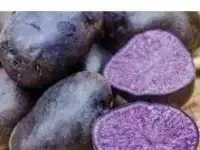 Картофель фиолетовый, фотография 4
