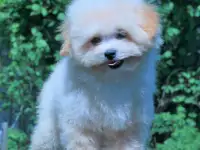 мальтипу Ф1 щенки мини