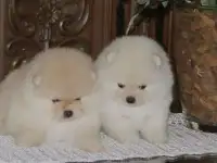 Померанские медвежата