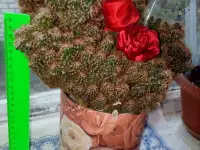 Цереус перуанский монстрозной формы