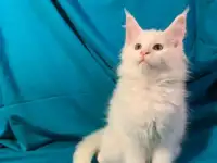 Котята МЕЙН-КУН, фотография 6