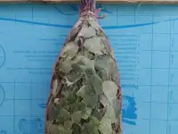 веники березовые, фотография 4