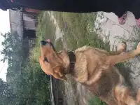 Отдадим в хорошие руки охранную собаку
