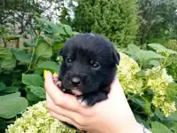 Щеночки бесплатно, фотография 8