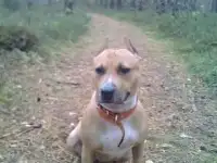 щенки амстаффа
