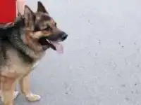 Немецкая овчарка кабель