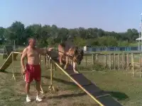 Дрессировка собак
