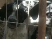 Продам щенков