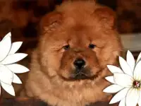 Чау-Чау девочка