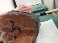 продам суповой набор из семги+брюшки
