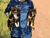 Щенки чихуахуа с док-ми., фотография 4