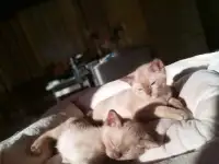 Котята европейской бурмы доступны , готовы к переезду., фотография 3