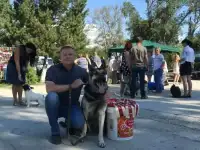 Вязка собаки овчарка Вео, фотография 4