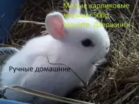 карликовые красивые малыши кролики. звоните
