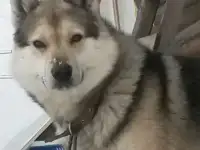Отличная собака