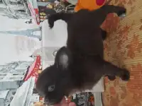 красивый шоколадный мальчик чихуахуа, фотография 3