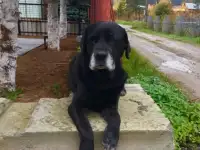 Потерялся лабрадор!