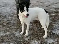 Отдам собаку в добрые руки