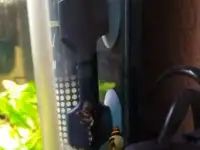 Номерные сомы