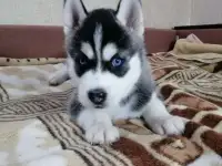 Щенки хаски