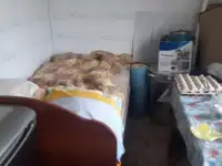 сад в д.Дудкино, фотография 4