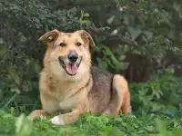 Анри, некрупный домашний песик с большим добрым сердцем ищет дом