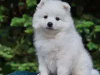 Японский шпиц