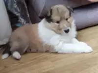 Щенок колли длинношерстный, фотография 2