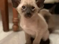 Котенок ориентальный, фотография 10