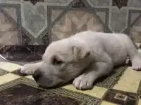 Подарю щенка