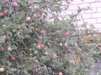 Продается дача в С Н Т Приозерное 18 лин. 35 участок  г. Новокуйбышевск, фотография 5