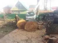 Расчистка дач, Спил деревьев