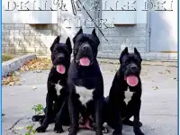 Щенки кане корсо от рабочих производителей, фотография 4