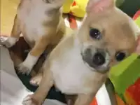 Минисчастье чихуахуа