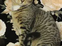 Прекрасный полосатый кот, фотография 4
