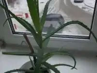 Алоэ