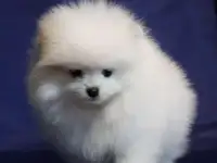 Шпицы померашки  беленькие