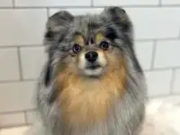 Стрижка собак и кошек.