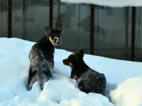 Крупные подрощенные щенки вео, док. РКФ, фотография 3