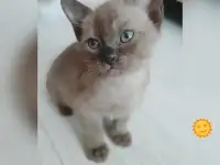 Бурманские котята, фотография 5