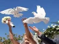 Голуби Казань на любые мероприятия, фотография 5