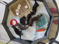 Бенгальские котята, фотография 2