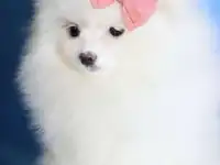 Куплю щенка шпица.