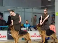Щенки немецкой овчарки, фотография 2