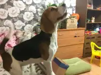 Щенок Бигля