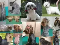 Профессиональная стрижка животных