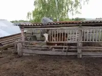 Продам ферму с сельхоз. животными