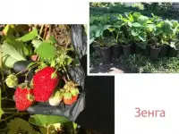 Клубника рассада, фотография 3