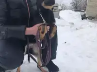 Замечательная ласковая девочка Буся ищет дом!, фотография 5