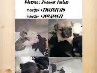 Щенята